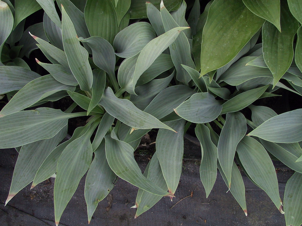 Hosta tardiva Hadspen Heron 01.jpg